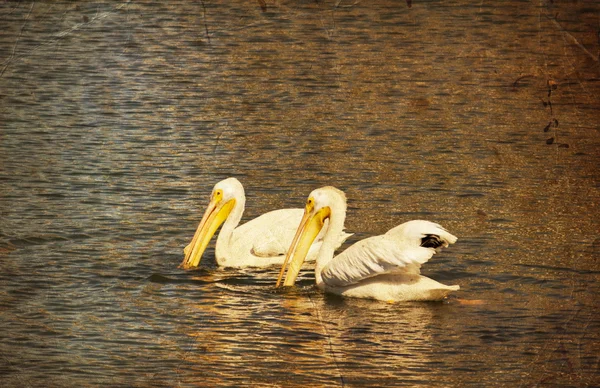 펠리 칸 새 들이 호수에서 수영 — 스톡 사진