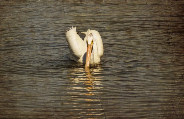 Oiseaux pélican nagent dans le lac — Photo