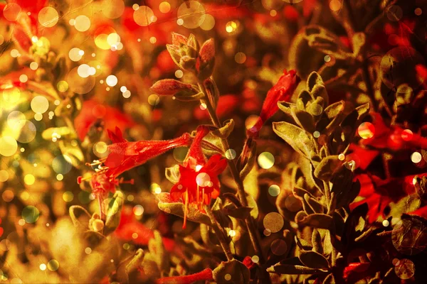 Jasnym tle jesiennych kwiatów — Zdjęcie stockowe