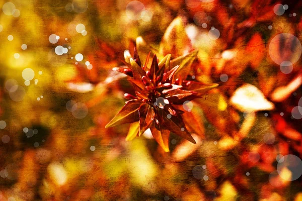 Světlé podzimní květinové pozadí — Stock fotografie