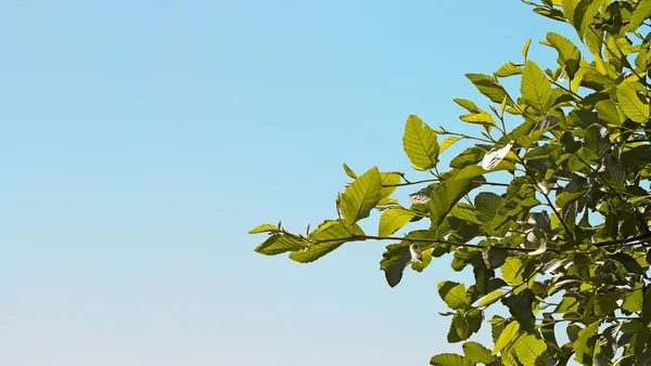 Floral backgrond, voorjaar bloeien — Stockfoto