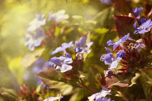 春天绽放花朵背景 — 图库照片