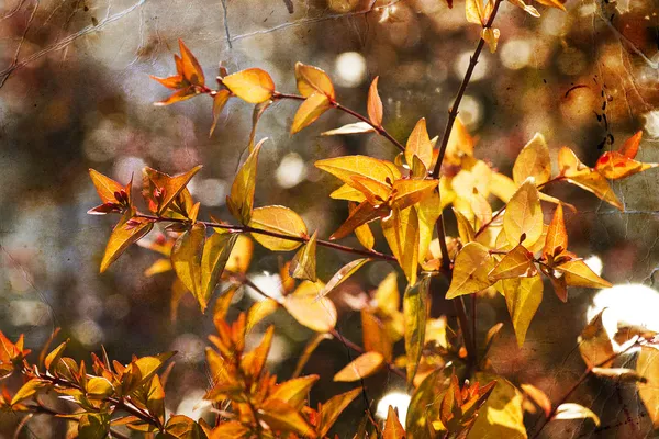 Blommig backgrond, våren Blom — Stockfoto