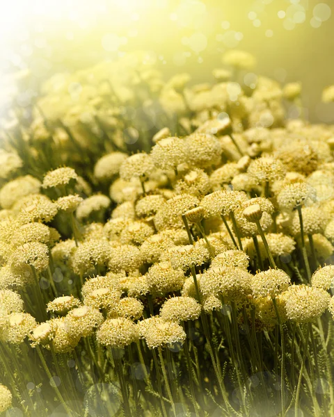 Blume backgrond, Frühlingsblüte — Stockfoto