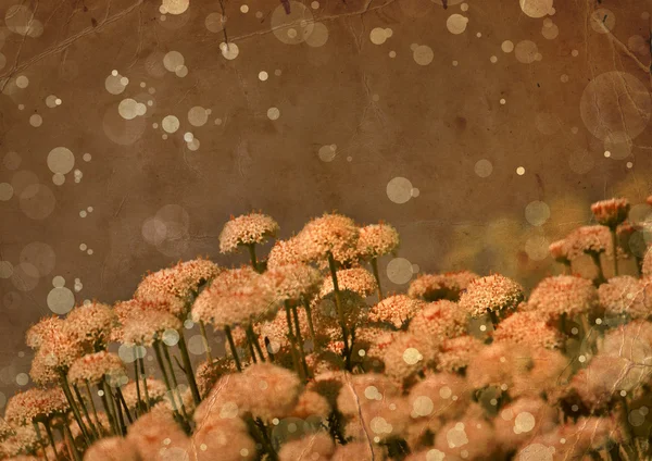 Autumn flowers on grungy paper — Stock Photo, Image