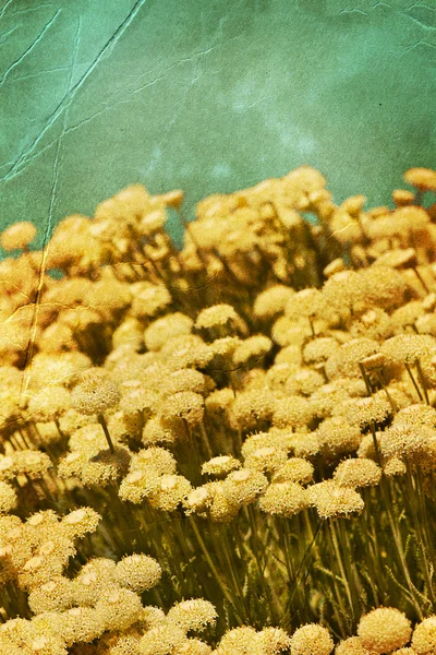 Herfst bloemen op grungy papier — Stockfoto
