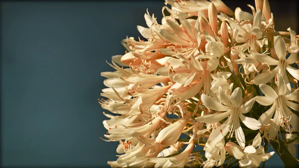 Fleur d'arrière-plan, fleur de printemps — Photo