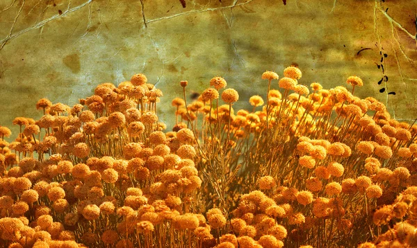 Flores de otoño sobre papel grueso —  Fotos de Stock