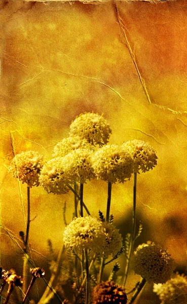 Autumn flowers on grungy paper — Stock Photo, Image