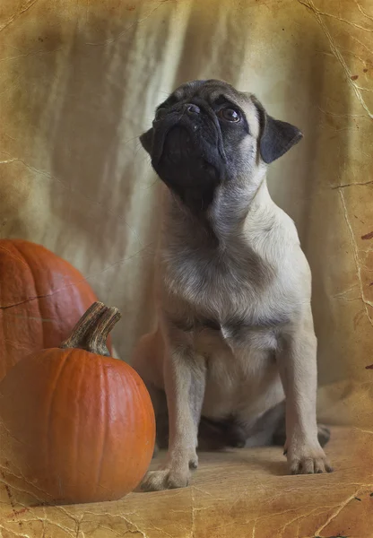 Calabaza y una calabaza — Foto de Stock