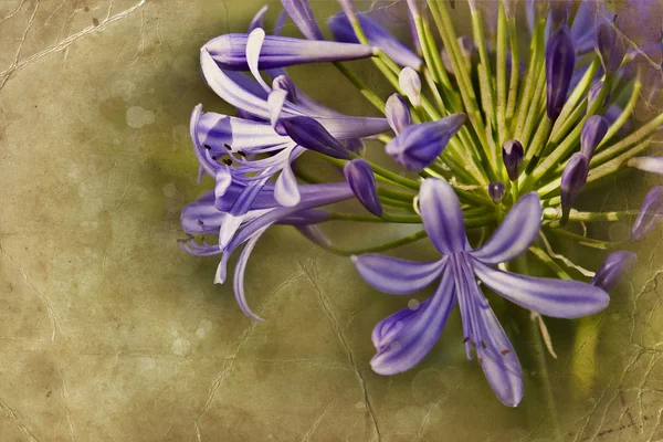 Fondo floreale, fioritura primaverile — Foto Stock