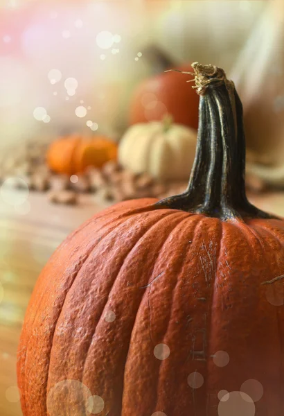 Pumpkins and autumn decorations — Stock Photo, Image