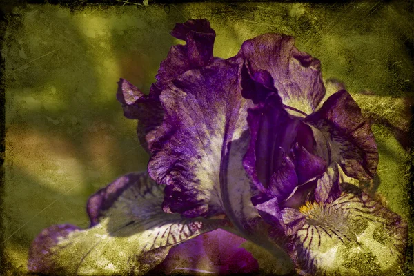 Flor da íris — Fotografia de Stock