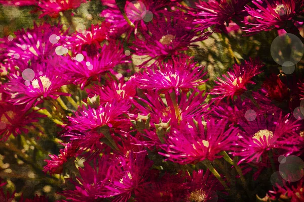 Fondo floreale, fioritura primaverile — Foto Stock