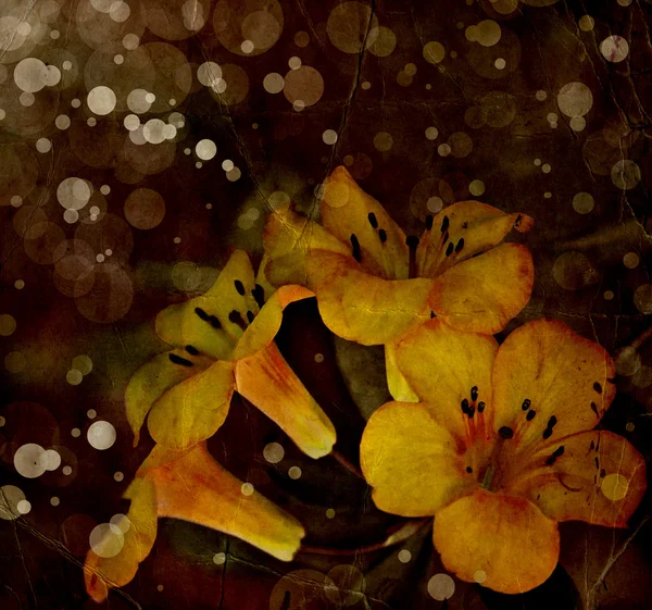 Bloem backgrond, voorjaar bloeien — Stockfoto