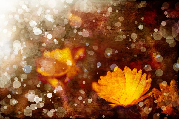 カレンデュラのオレンジ色の花 — ストック写真