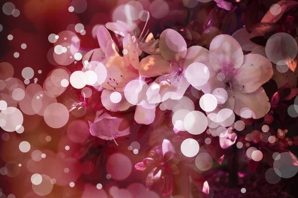 Fondo de flores, flor de primavera —  Fotos de Stock