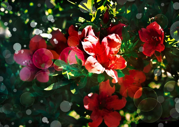 Květ backgrond, jarní květ — Stock fotografie