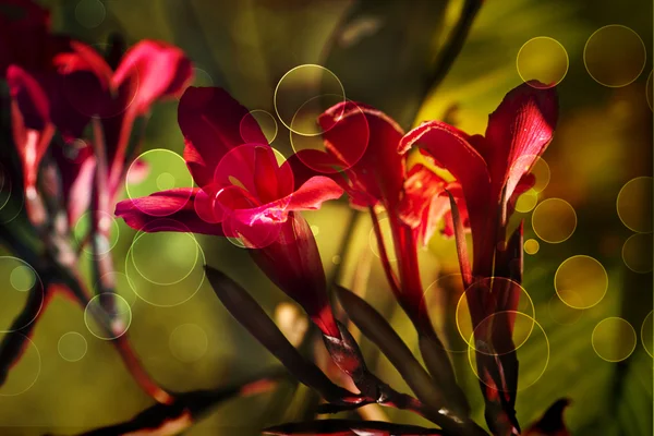 Fleur d'arrière-plan, fleur de printemps — Photo