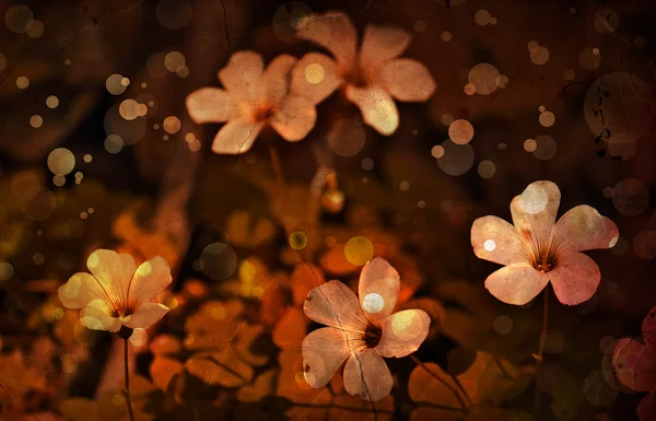 Fundo da flor, flor da mola — Fotografia de Stock