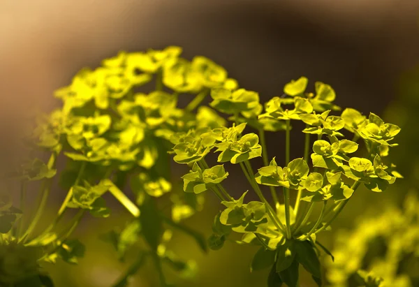 Fundo da flor, flor da mola — Fotografia de Stock