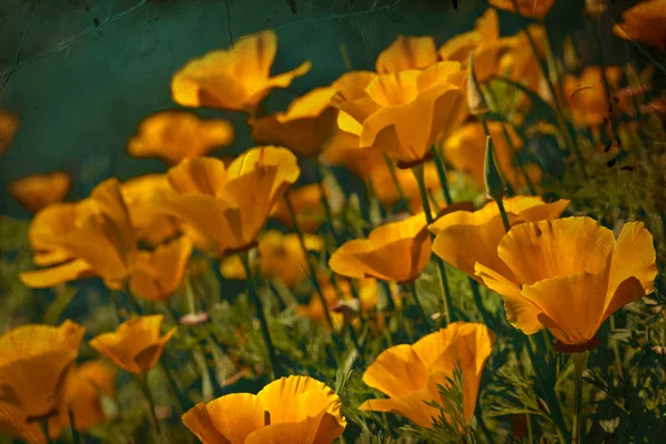 Blomma backgrond, våren Blom — Stockfoto