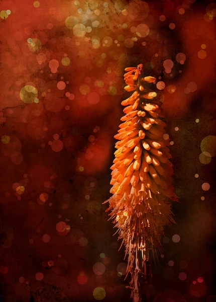 Fondo de flores, flor de primavera —  Fotos de Stock