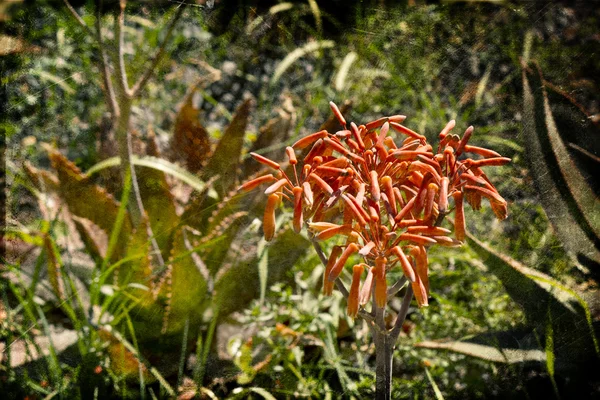 Fleur d'arrière-plan, fleur de printemps — Photo