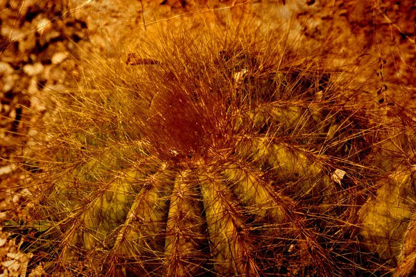 Gros plan du cactus en forme de globe — Photo