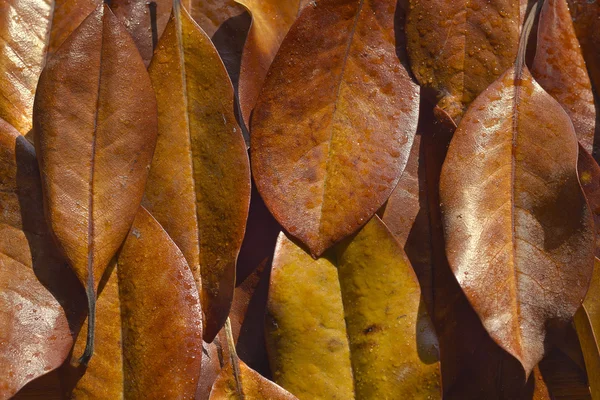 Herfst bladeren achtergrond — Stockfoto