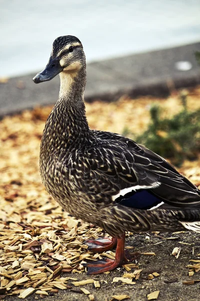 Closeup of a black duck — Stock Photo, Image