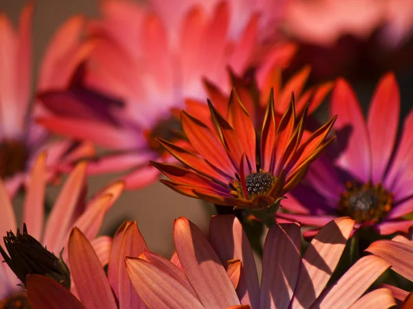 Λουλούδι backgrond, ανοιξιάτικο απάνθισμα — Φωτογραφία Αρχείου