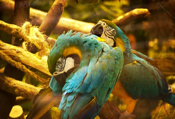 Parrot bird sitting on the perch — Stock Photo, Image