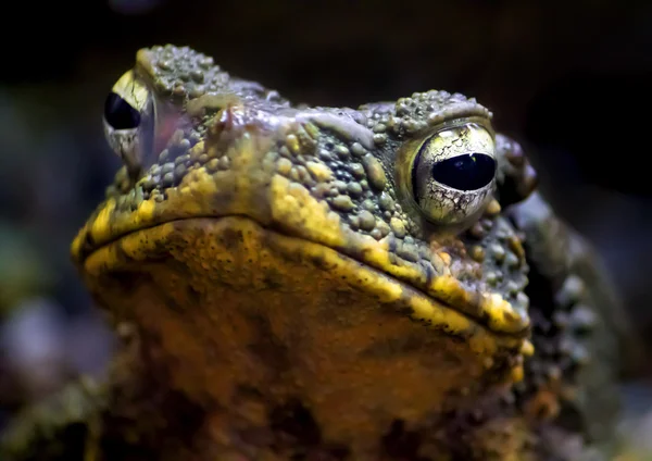 Groene kikker — Stockfoto