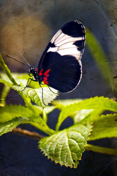 Butterfly on a leaf — Stock Photo, Image