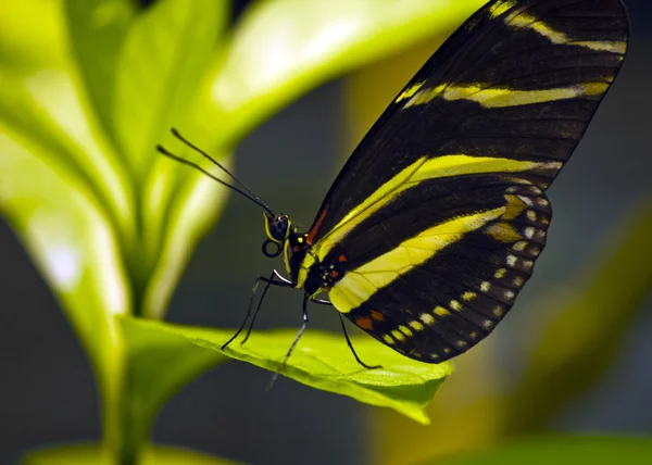 Butterfly on a leaf — Stock Photo, Image