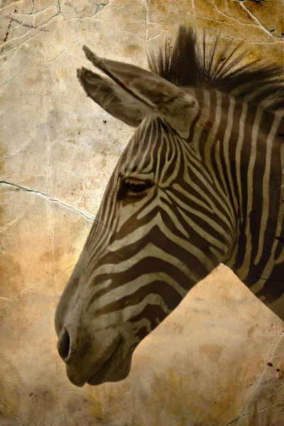 Close-up portrait of a baby zebra — Stock Photo, Image