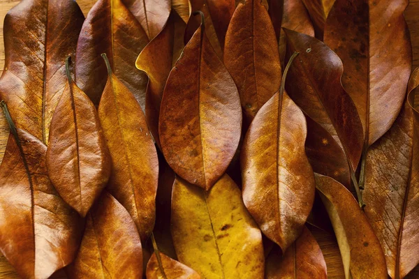 Podzim opustí pozadí — Stock fotografie