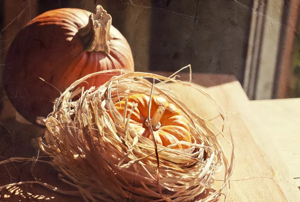 Thanksgiving achtergrond met pumpkins. Retro kaart — Stockfoto