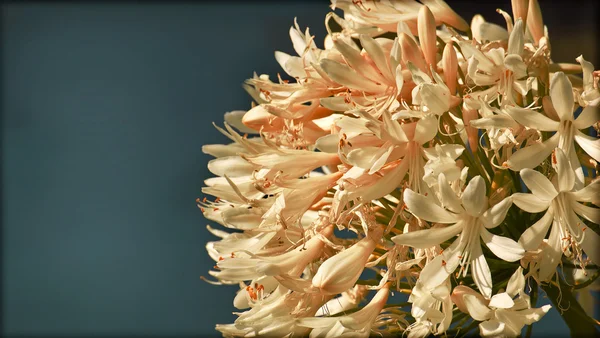 Квітка на задньому плані , весняне цвітіння — стокове фото