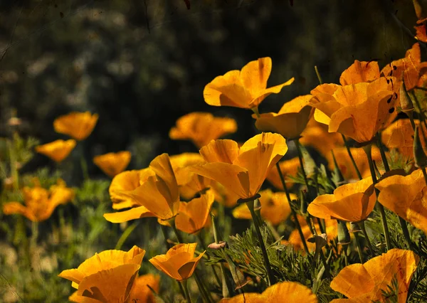 Bloem backgrond, voorjaar bloeien — Stockfoto