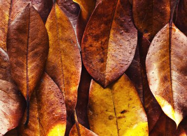 sonbahar yaprakları arka plan