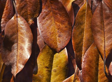 sonbahar yaprakları arka plan