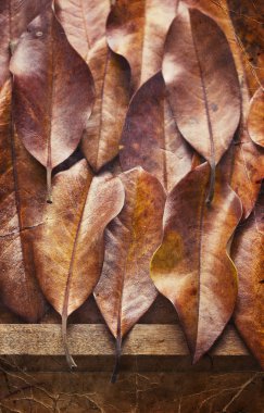 sonbahar yaprakları arka plan