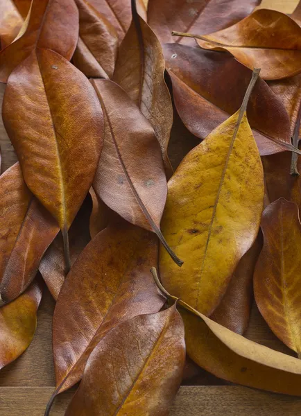 Feuilles d'automne fond — Photo