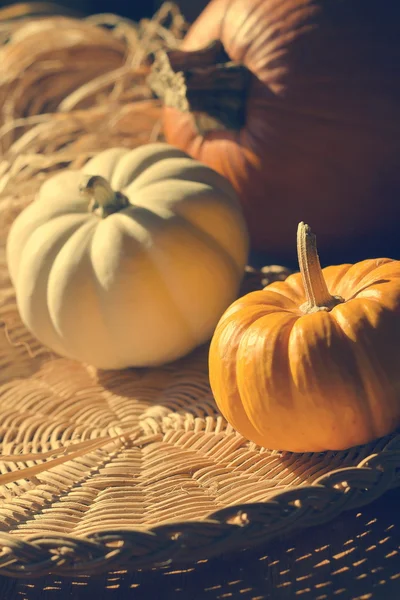 Thanksgiving Background with Pumpkins — Stock Photo, Image