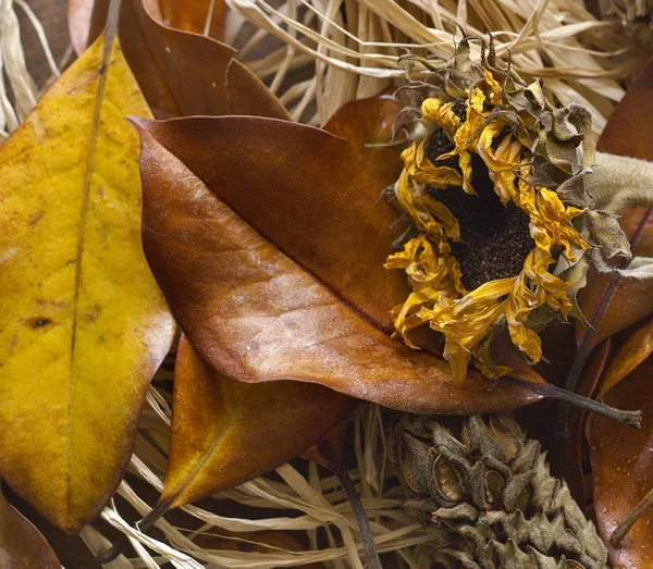 Foglie d'autunno, primo piano — Foto Stock