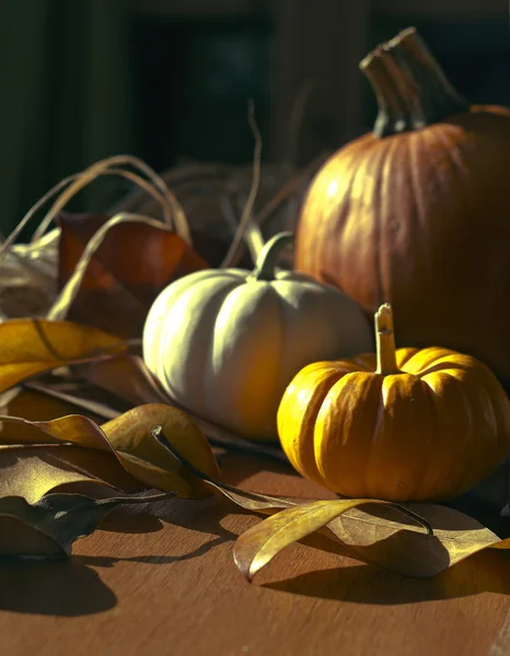 Thanksgiving Background with Pumpkins — Stock Photo, Image