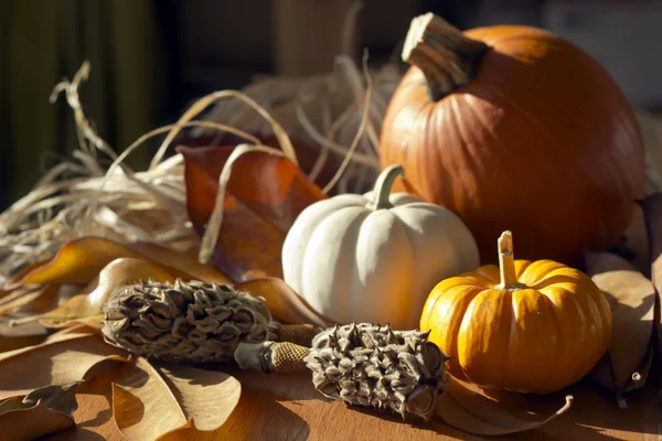 Fondo de Acción de Gracias con Calabazas — Foto de Stock