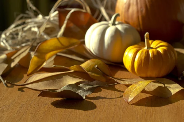 Thanksgiving achtergrond met pumpkins — Stockfoto